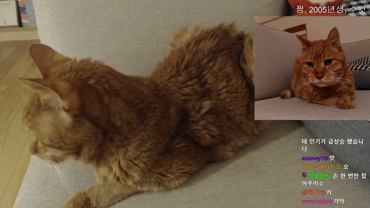 2022년 10월 17일 노묘쇼: 갑자기 펄이 빛나는 밤