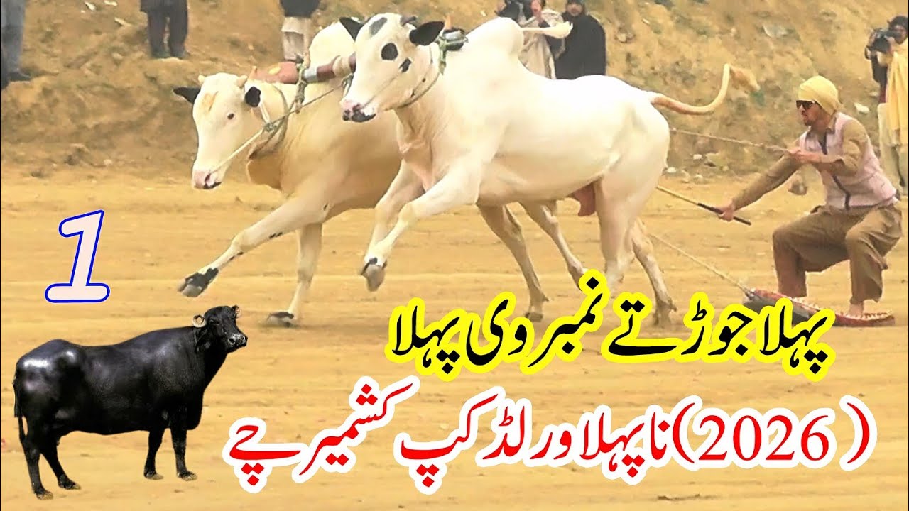Highlights | Bull Race In Pakistan QazeeJee | 8 1 2026
