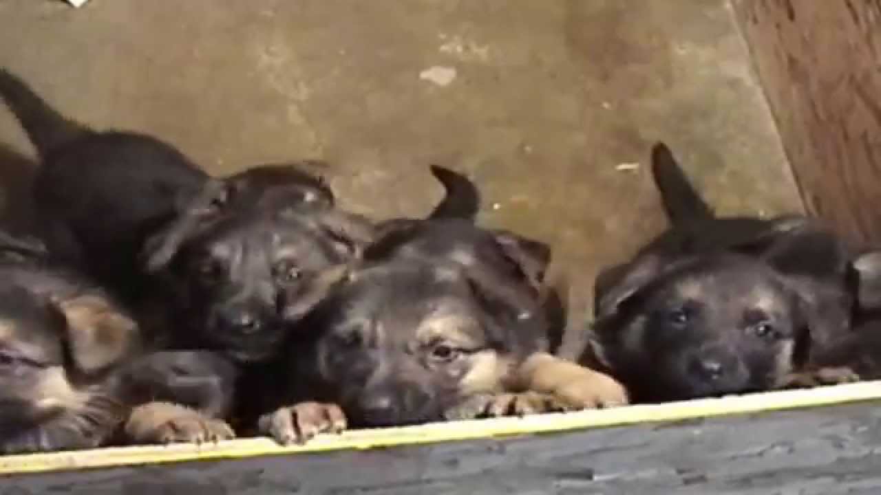 Puppies Loud and Hungry