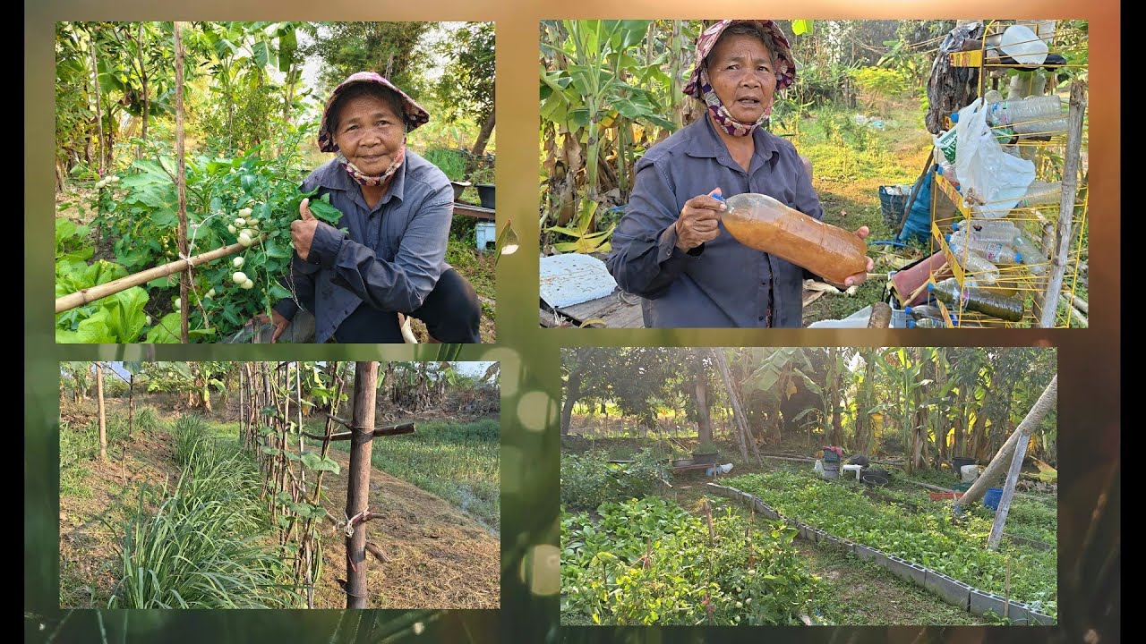 ทำสวนเกษตรผสมผสานกับป้าส่วนปรุงอาหารพืชแบบอินทรีย์เอง ปลอดสาร ผักกรอบอร่อย ดีต่อสุขภาพ ลดต้นทุน 