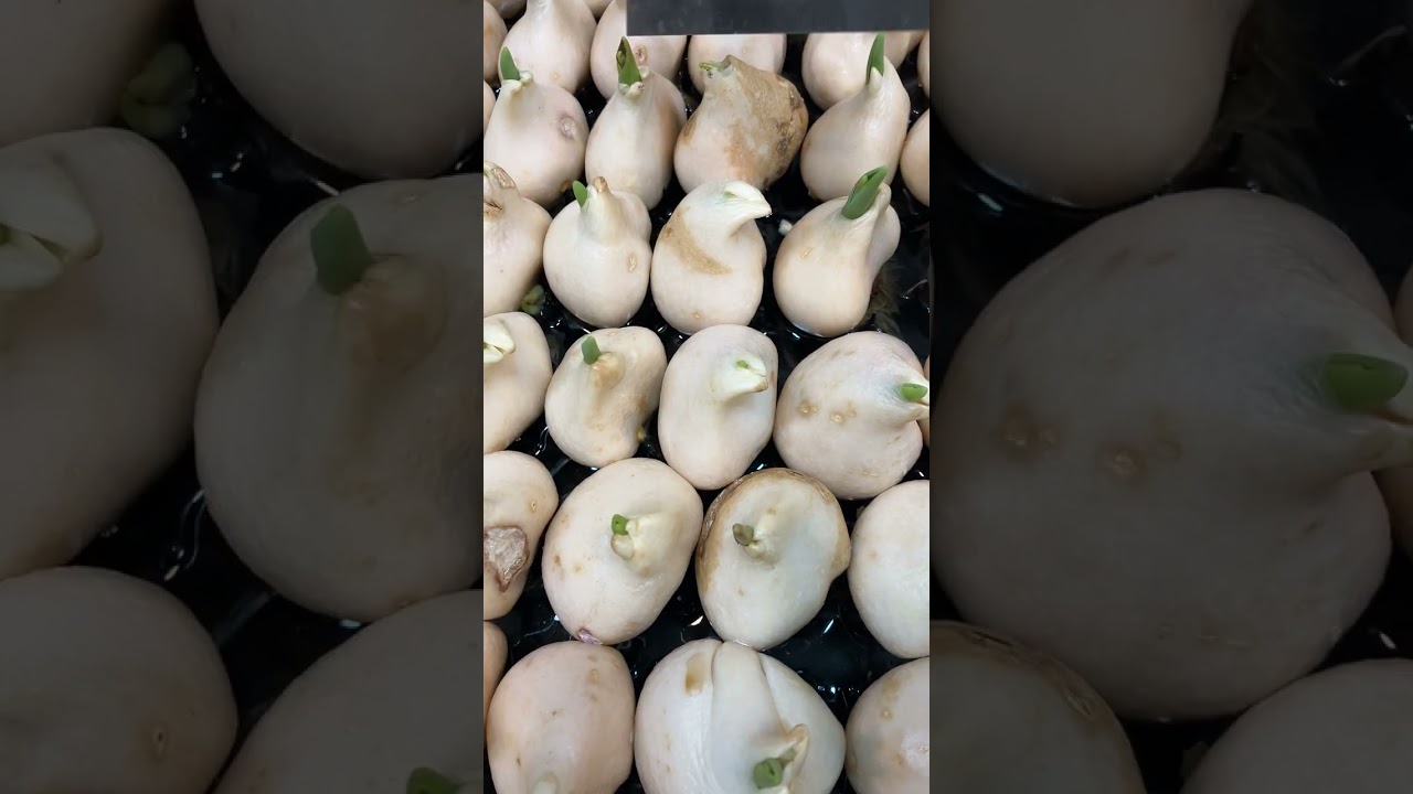 Эххх НЕКРОЗ