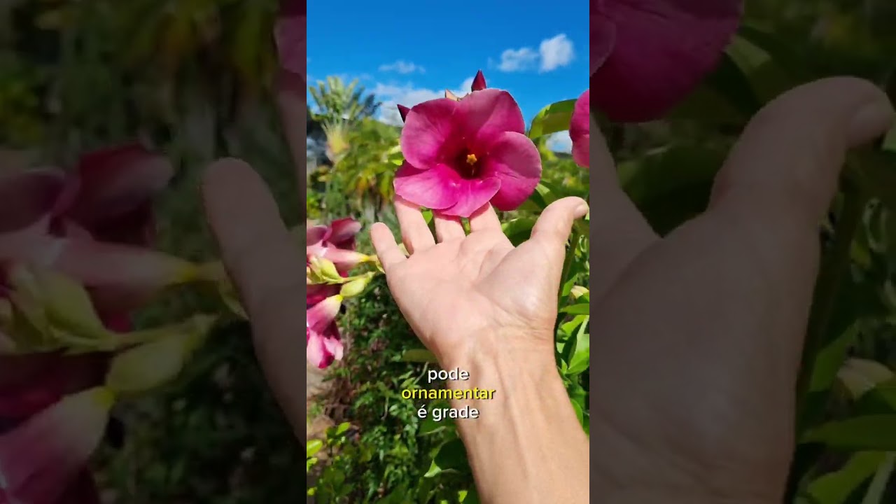 Alamandas gosta de sol forte | Fl&aacute;via Kremer  #plantas #alamanda #plants #flores #flowers