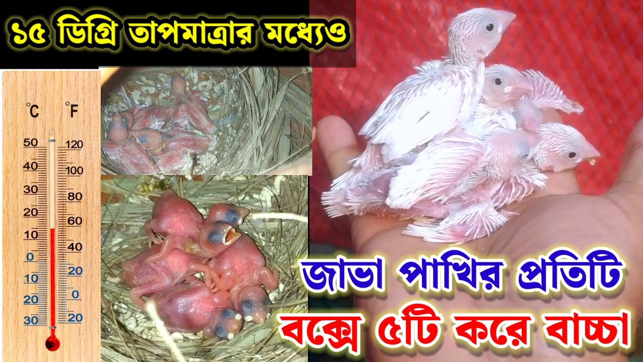 ১৫ ডিগ্রি তাপমাত্রার মধ্যেও জাভা পাখি কলোনি গুলোর প্রতিটি বক্সে ৫টি করে বাচ্চা || Birds of village