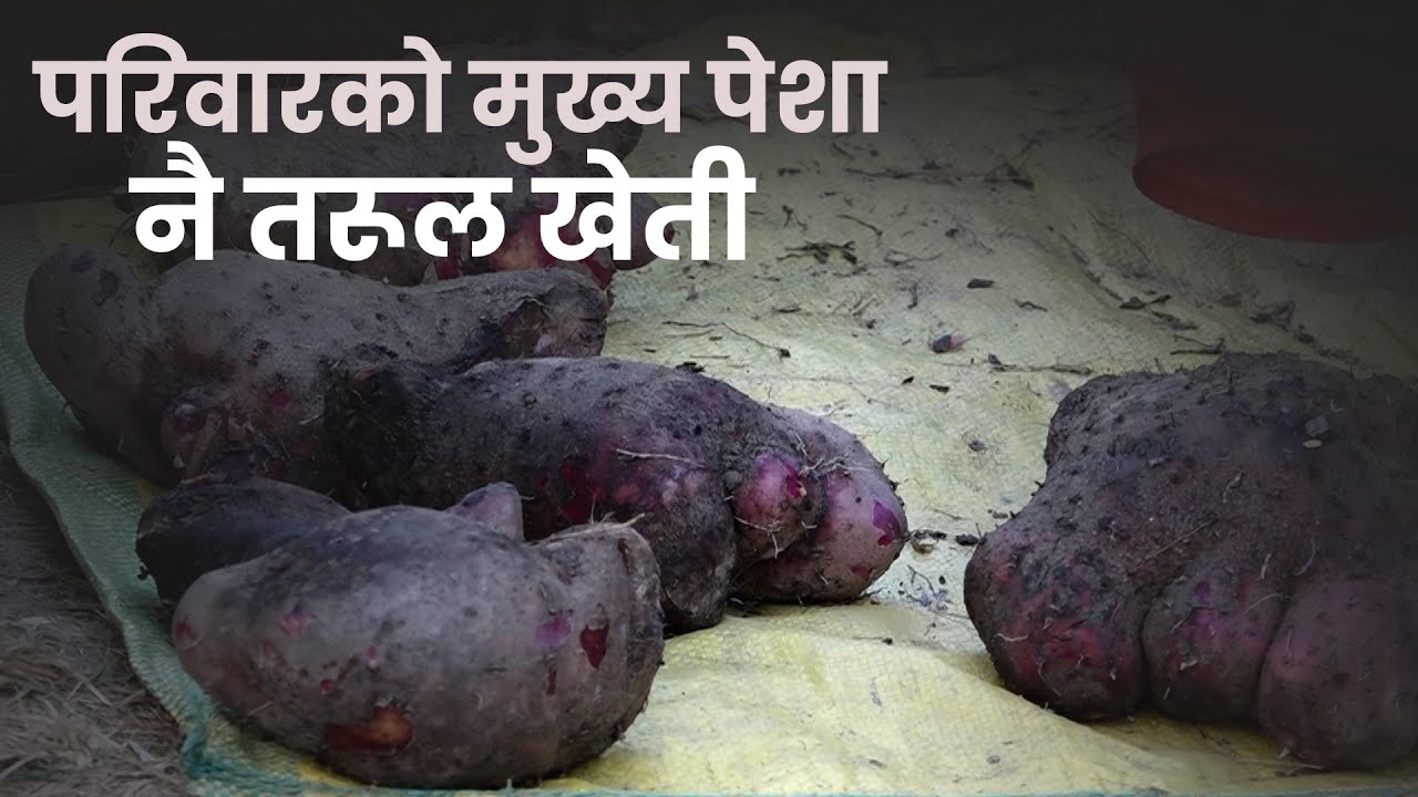 जंगलमा तरुल खेती गरेर मनग्य आम्दानी | Galaxy News Report