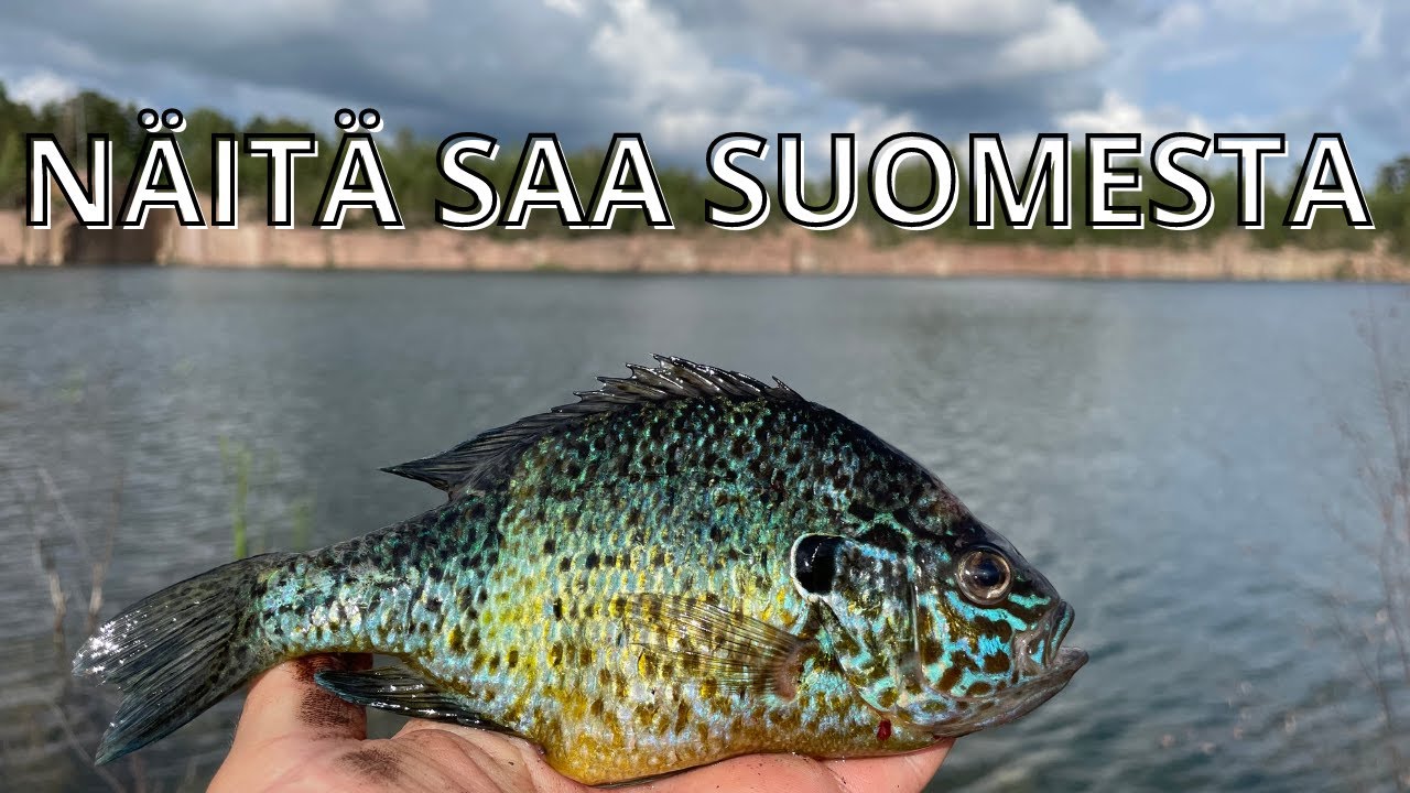 AURINKOAHVENTEN PERÄSSÄ - ONKIMINEN