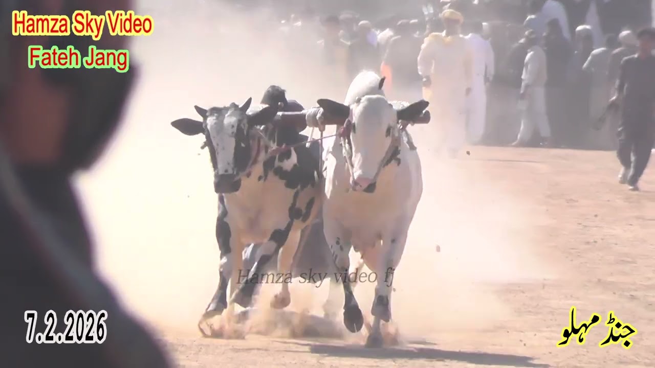 Bull Race In Pakistan Hamza Sky Video Fateh Jang 7 2 2026