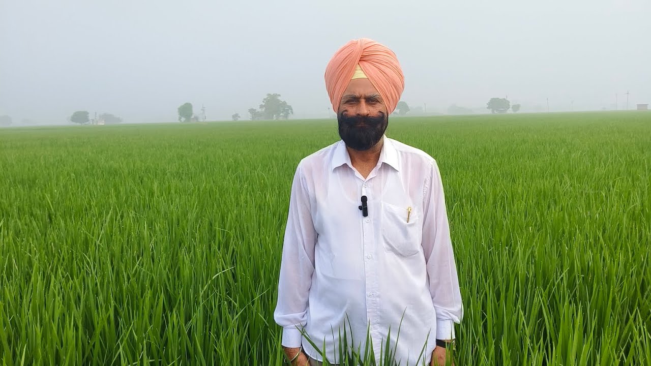 Pusa basmati 1886 Jarria Seed Farm.
