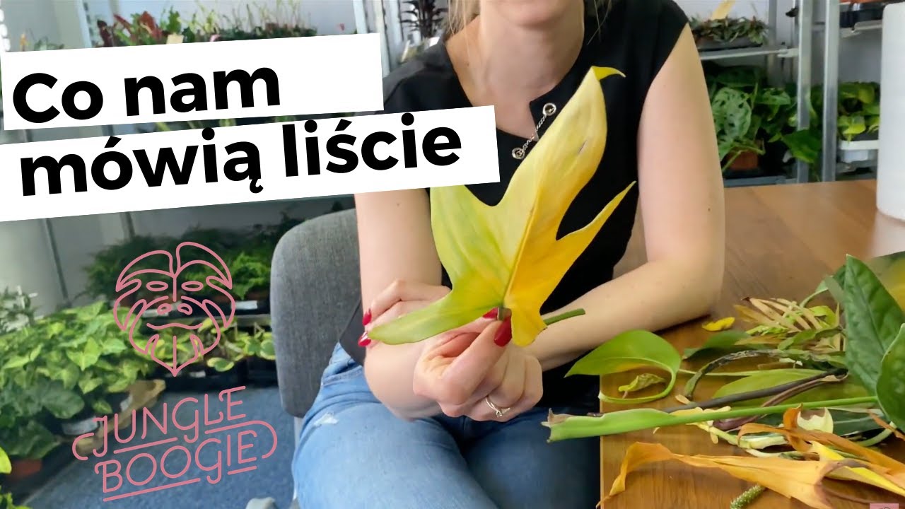 Liść prawdę Ci powie, czyli jak interpretować różne zmiany na liściach naszych roślin.