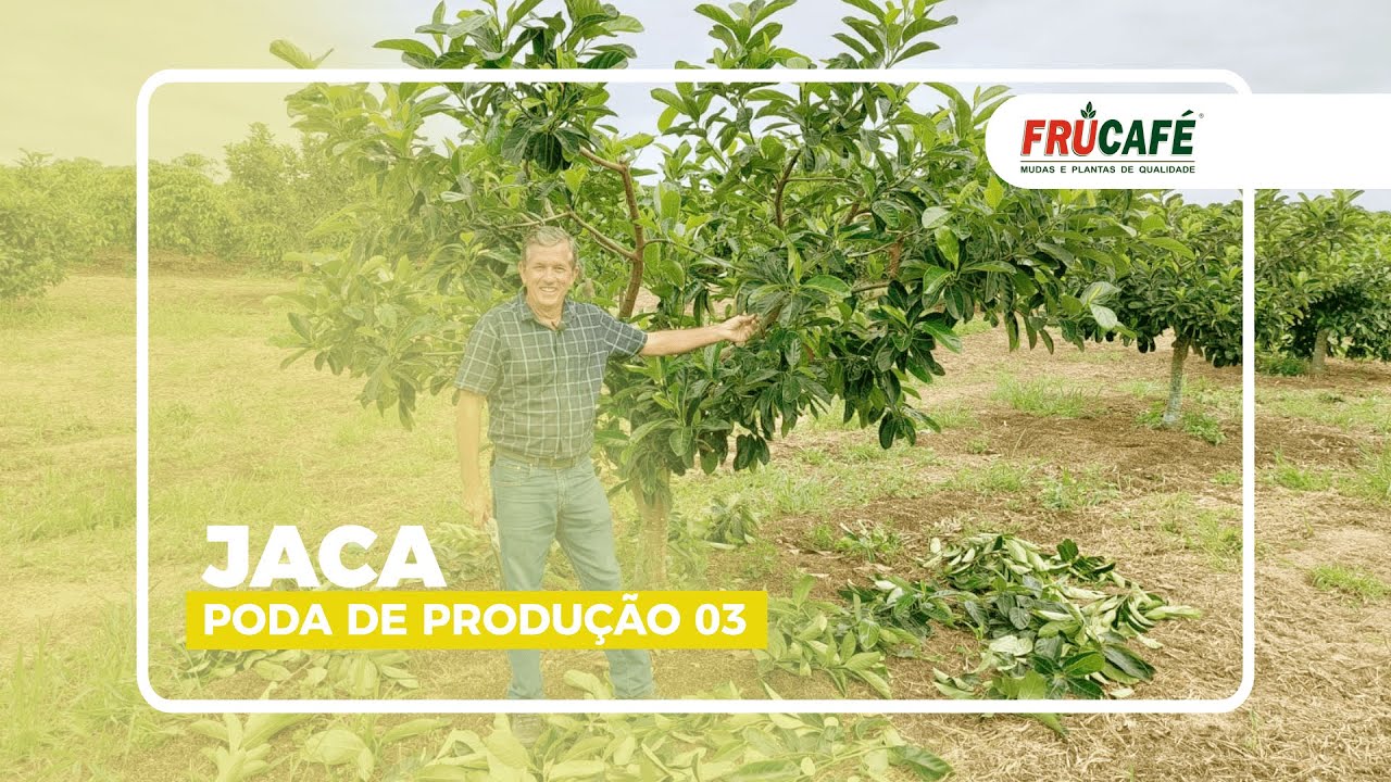 Como Fazer a Poda de Formação da JACA - Parte 03?