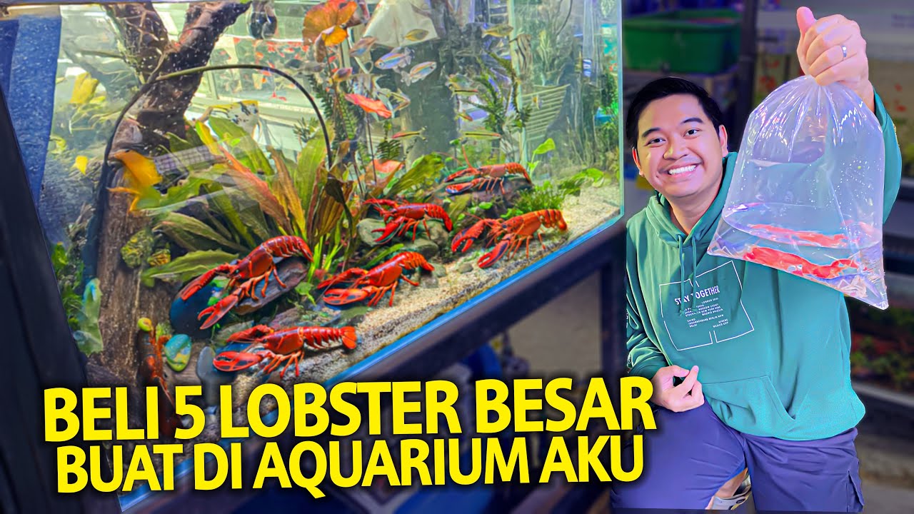 BELI 5 LOBSTER BESAR BUAT DI AQUARIUM AKU! WARNANYA PEDES BANGET! BARU DATENG LANGSUNG MAKAN!