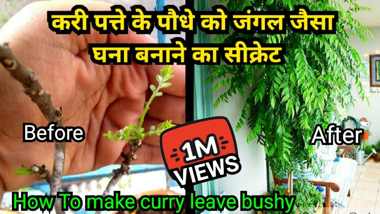 करी पत्ते के पौधे को घना और हरा भरा बनाने का सीक्रेट | How to grow bushy curry leave plant in pot