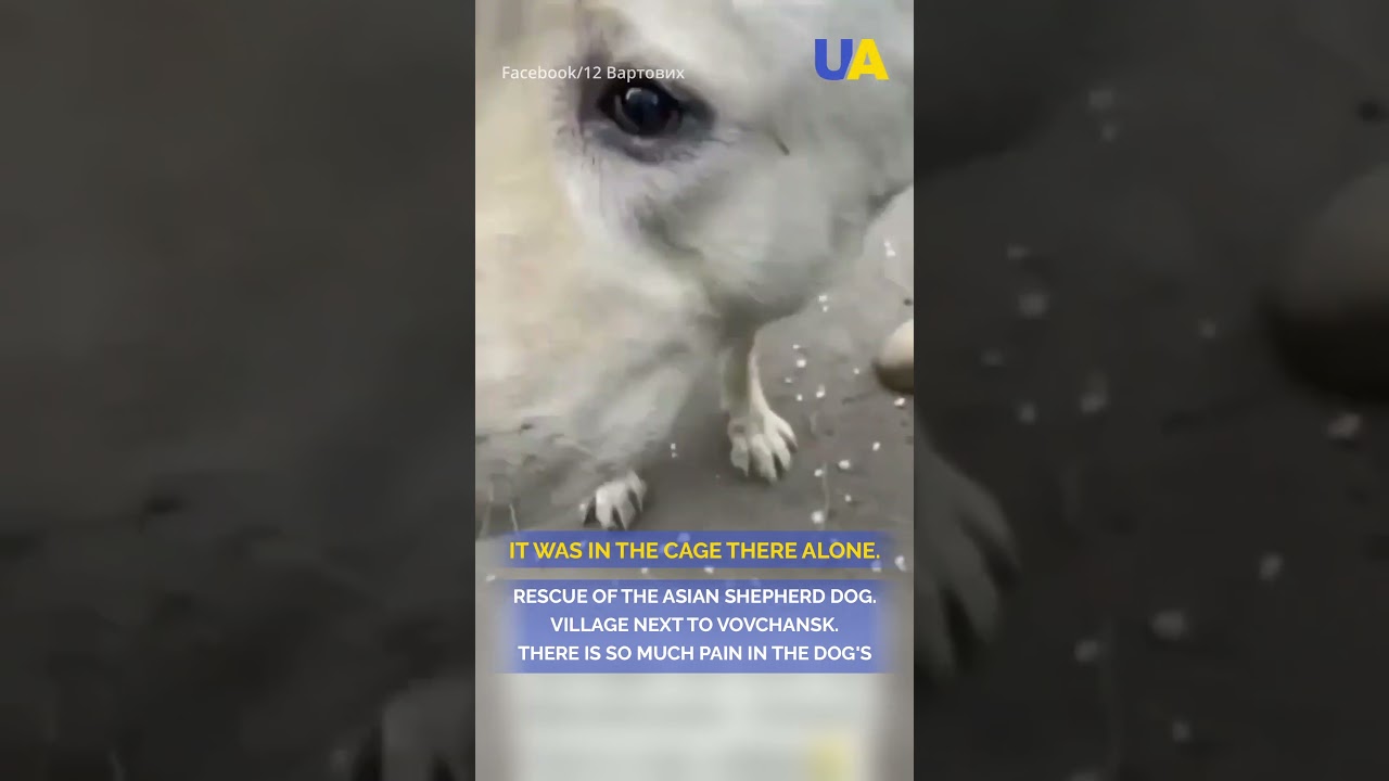 Ukrainian volunteers rescue an alabai dog near the town of Vovchansk, Kharkiv region