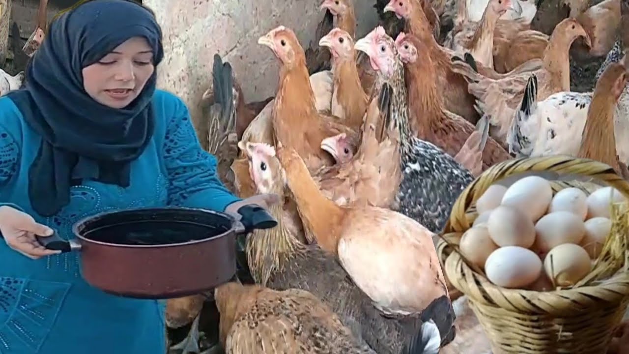 مشروب جديد على الريق لزيادة إنتاج البيض الفراخ هتبيض مرتين فاليوم لمده سنه بجوده عاليه ومضاد للفيروس