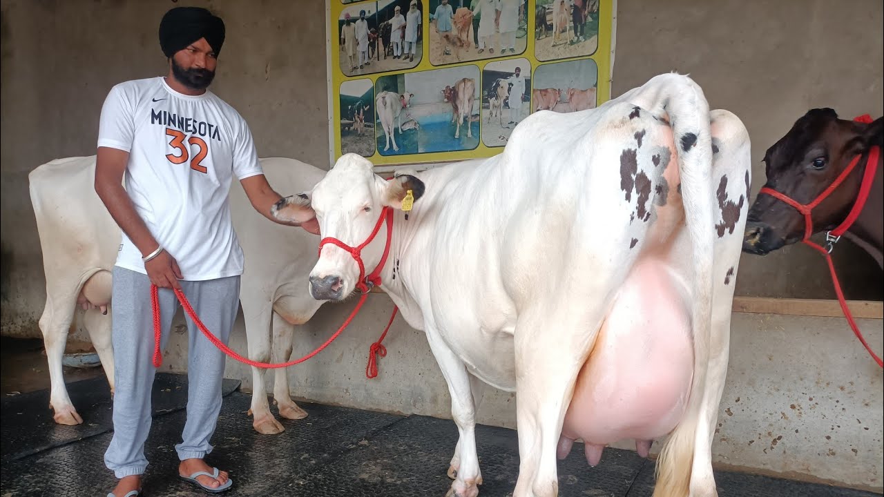 98784-48264, 13 cows for sale village kalala barnala