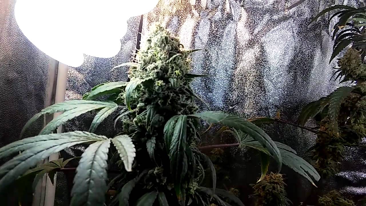 Critical kush & g13 haze(flower stage) update week 7