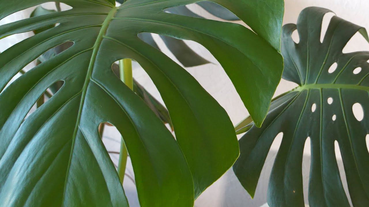 Monstera - prawidłowa pielęgnacja i najlepsze stanowisko dla monstery. Jak dbać o monsterę?