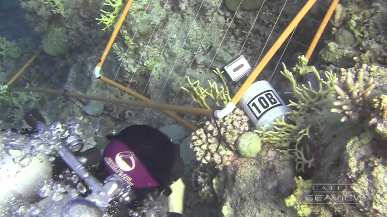 Herbivore Cameras