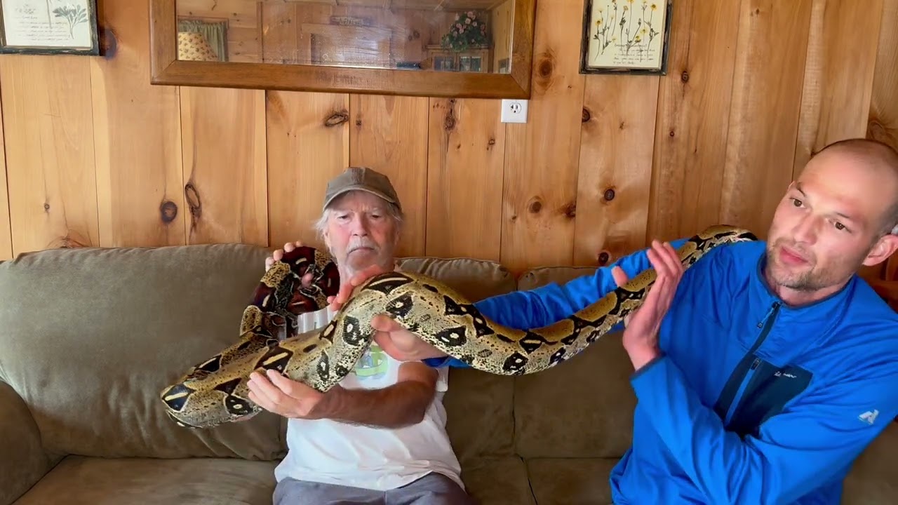 Proven Female Peruvian: William Archard and his Amazing Peruvian BCC True Red Tail Boas!