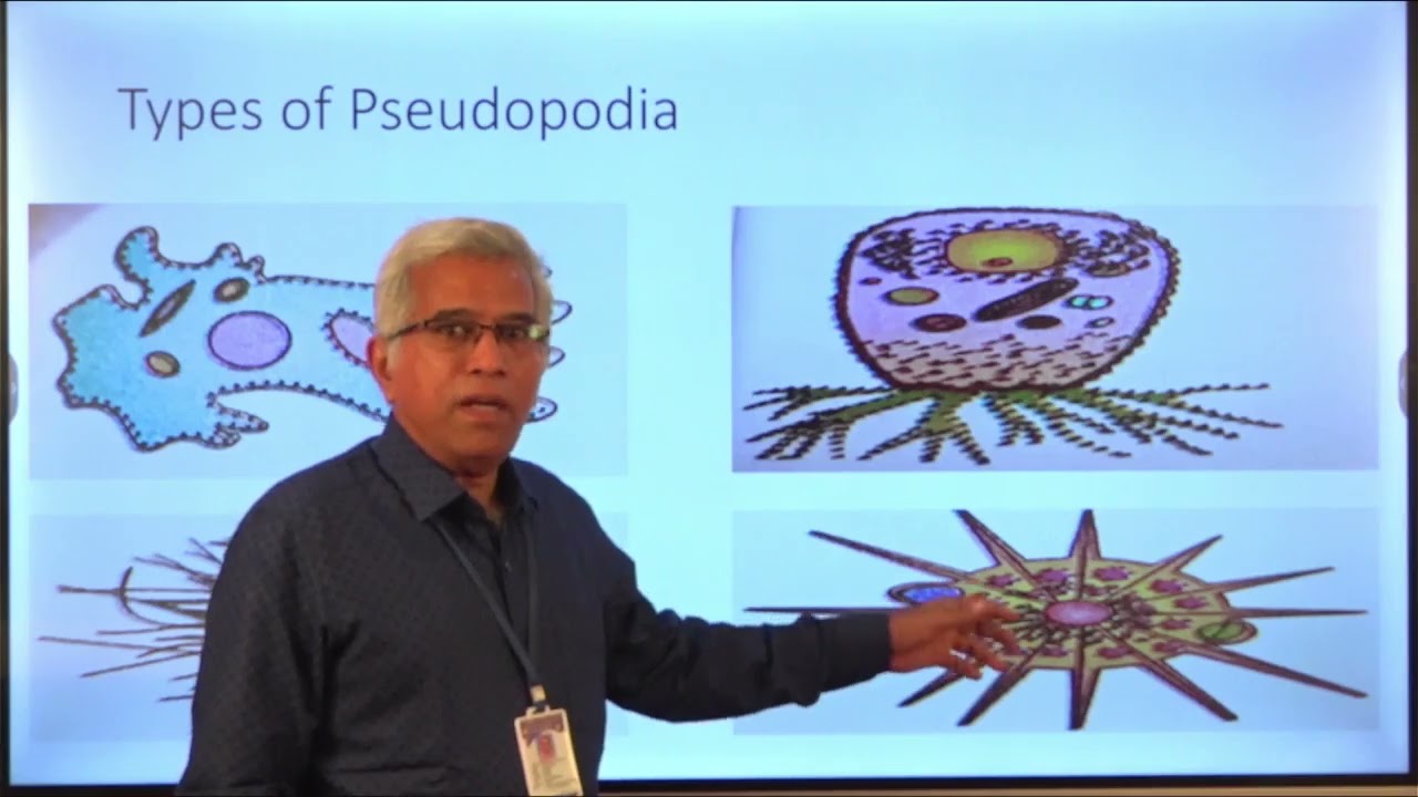 Locomotion in Protozoa