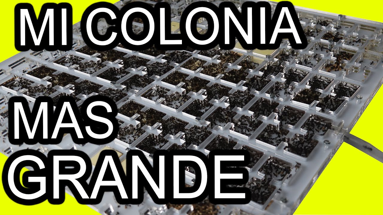 Colonia Gigante Messor Barbarus se Muda a Mega Hormiguero de Anthouse