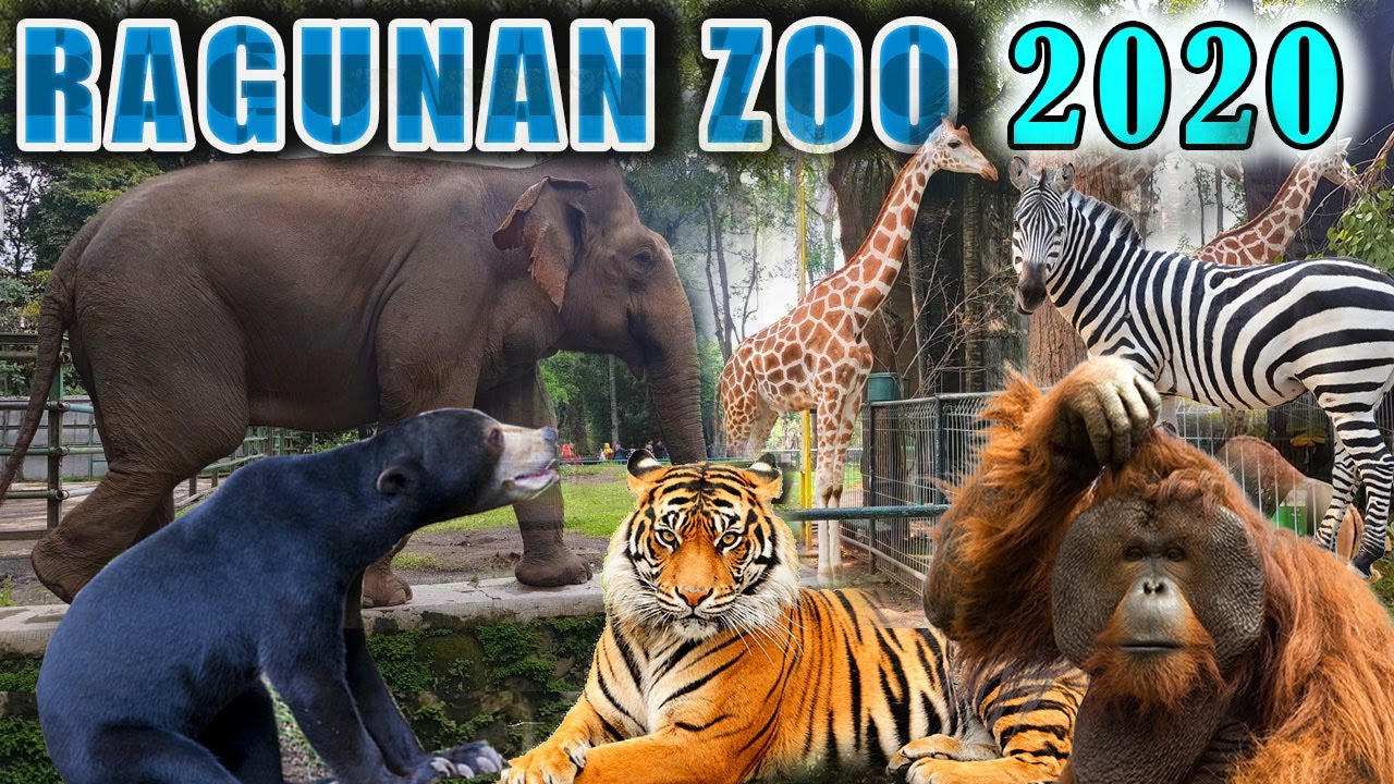Taman Margasatwa RAGUNAN | Jaksel New 2020