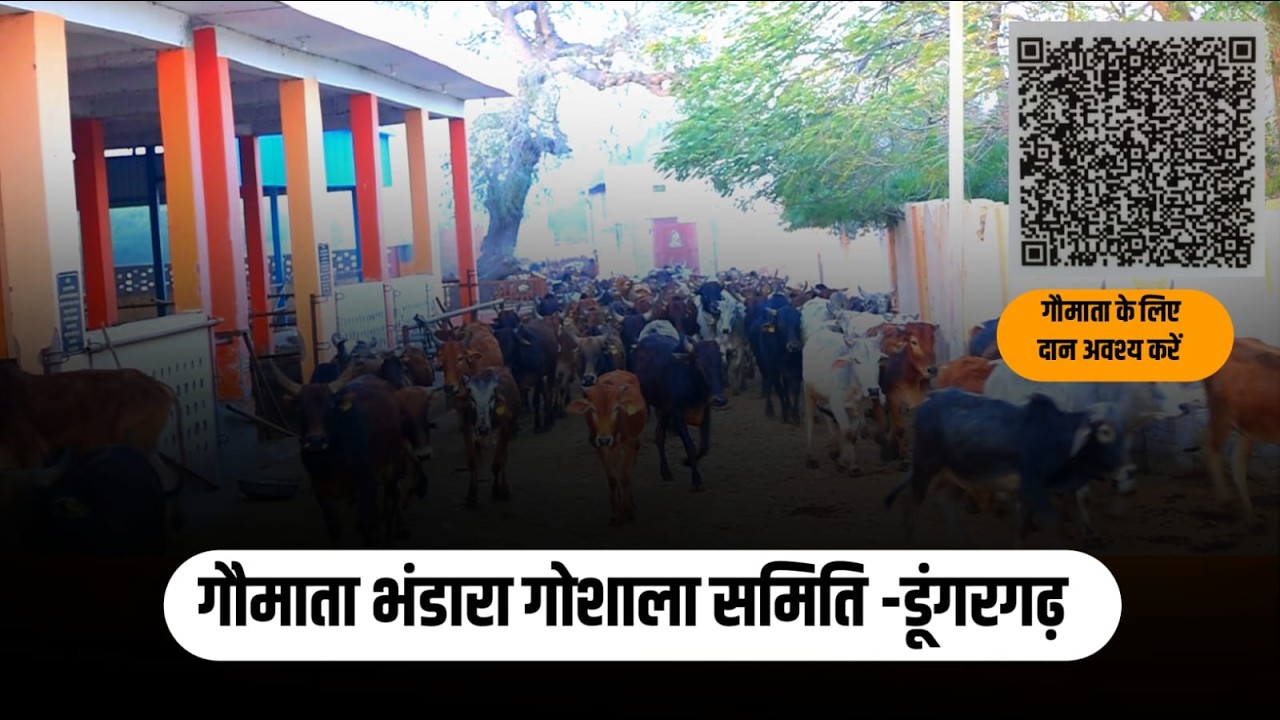 किस प्रकार से गौमाता भंडारा गौशाला समिति डूंगरगढ़ से गौमाता की सेवा की जाती हैं #gauseva