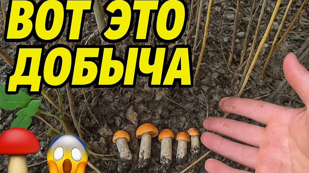 Грибы лезут из земли! Еле ноги унёс из леса 🍄