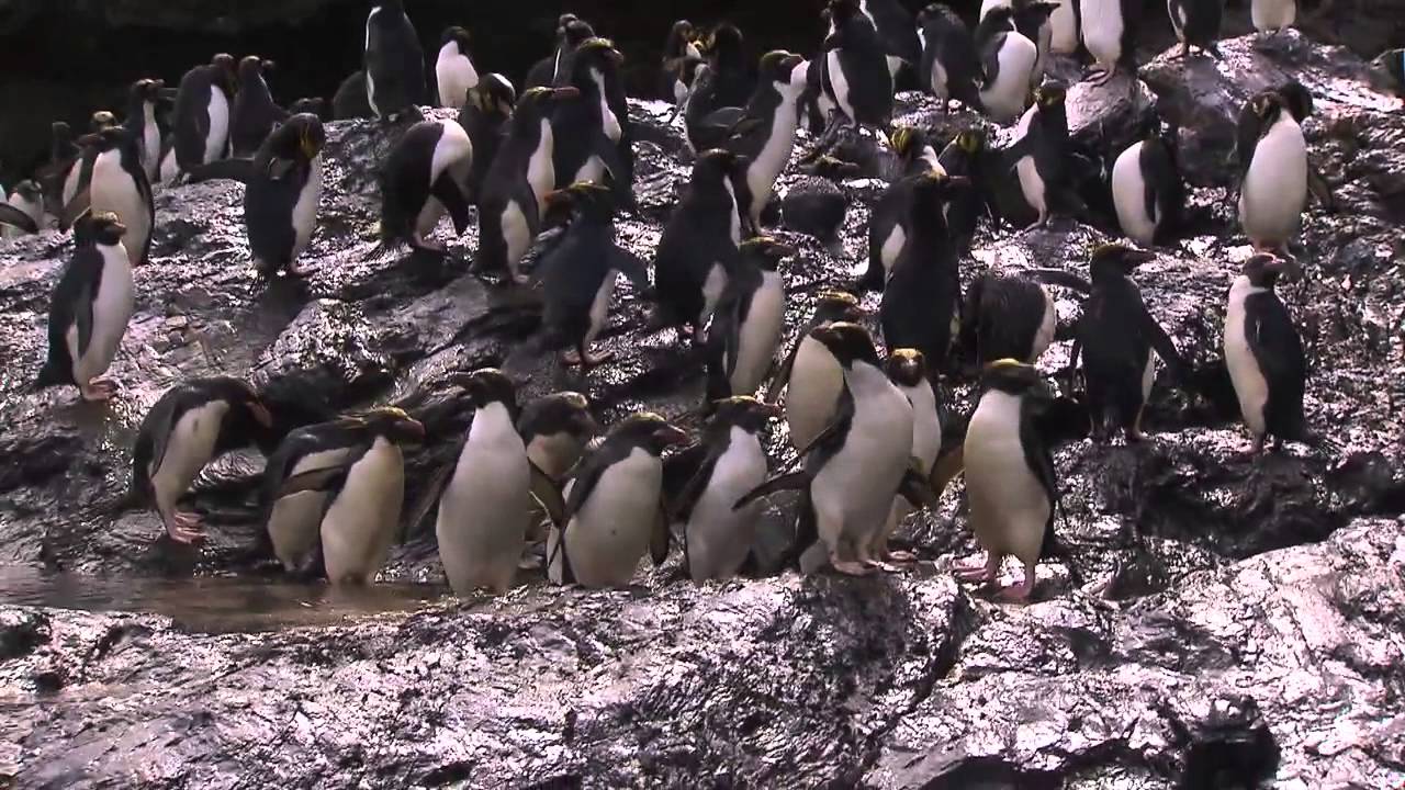 Fascination Antarctica - A voyage to the white continent with Hapag-Lloyd Cruises