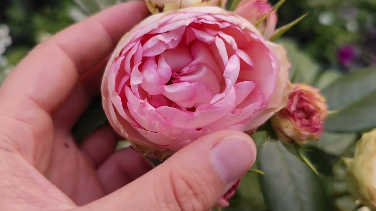 НАЙКРАЩІ ТРОЯНДИ ДЛЯ САДУ 🏡🌹🧑‍🌾 друга хвиля квітування 2025