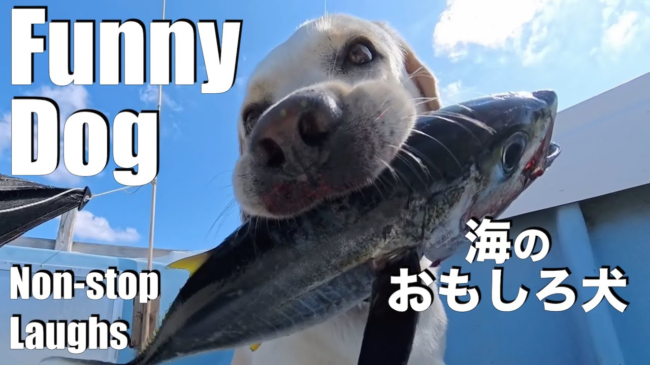 【海に潜る犬】ケラマブルーへダイブ＠沖縄・阿嘉島