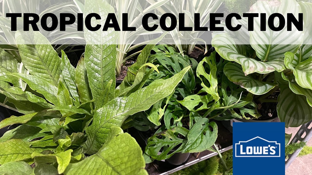 Home Depot Tropical Plant Tour | Big Box Store | Wintertime Fun