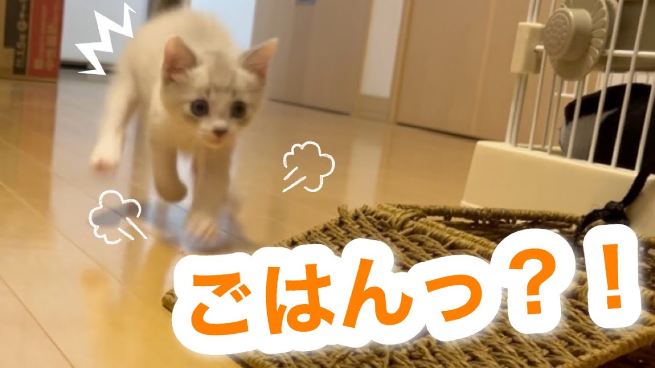 ごはんに気付くと全力ダッシュしちゃう子猫が可愛すぎる…笑