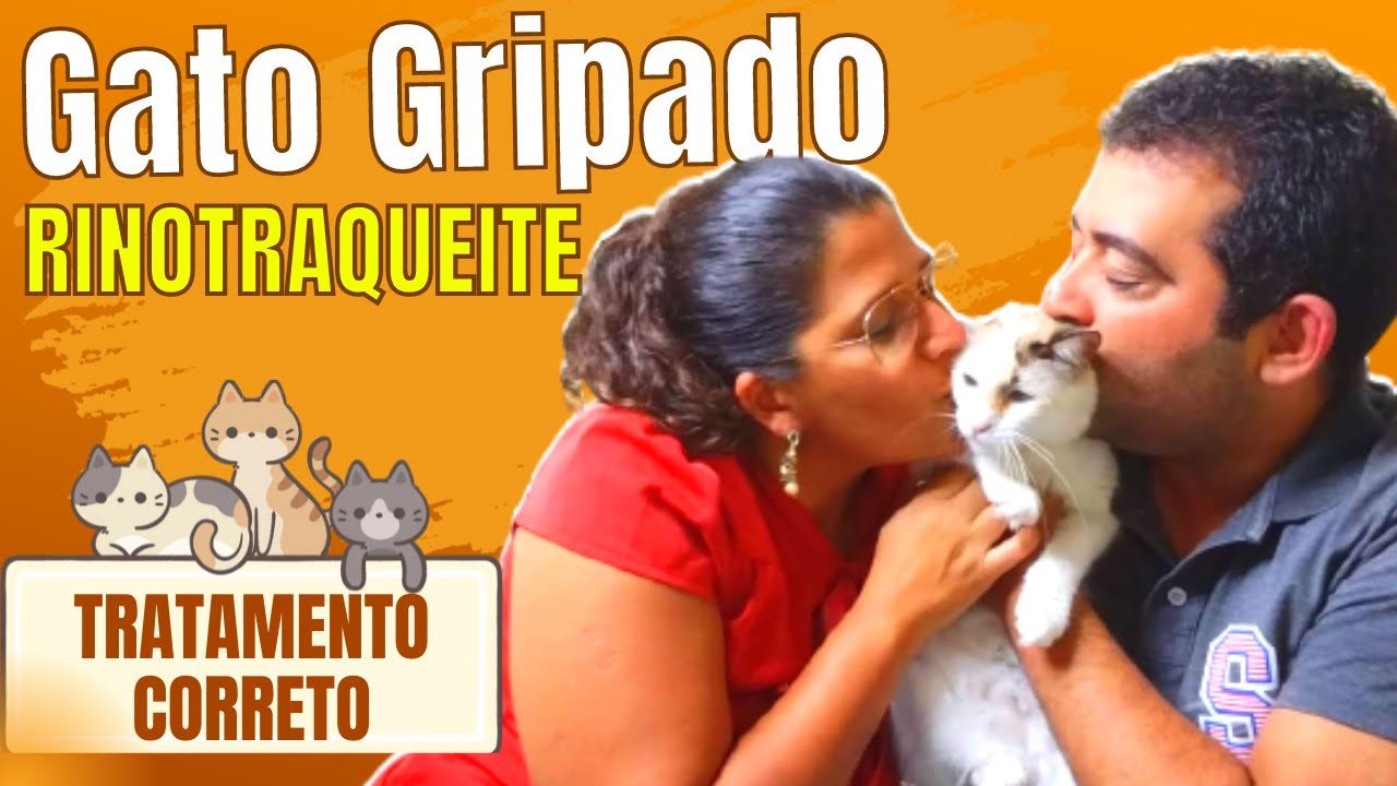 GATO GRIPADO: Porque Meu GATO NUNCA fica bom da RINOTRAQUEITE infecciosa FELINA - Casal Guimarães