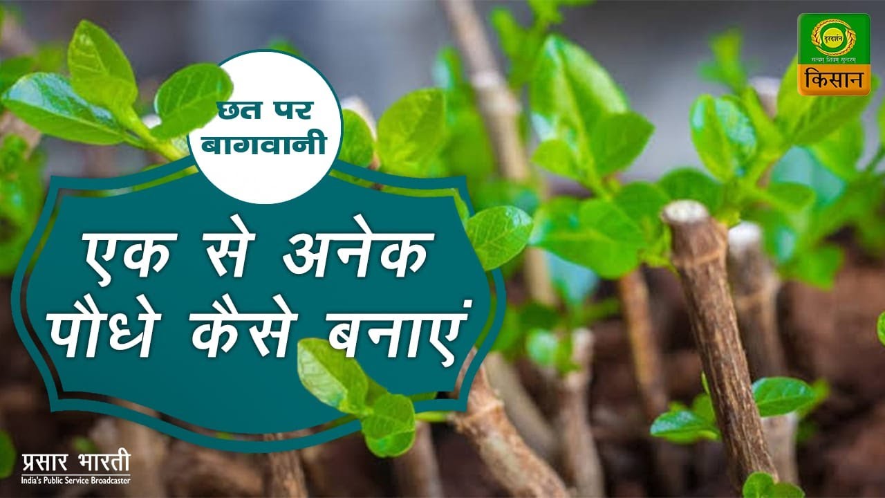 छत पर बागवानी : विषय - पौध संवर्धन | Chatt Par Baghwani