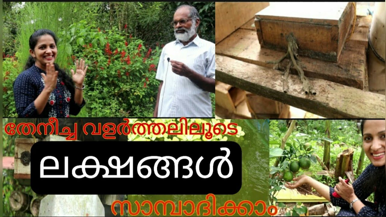 ചെറുതേനീച്ച കൃഷി /തേനീച്ച കൃഷി/ harshas nest/krishi