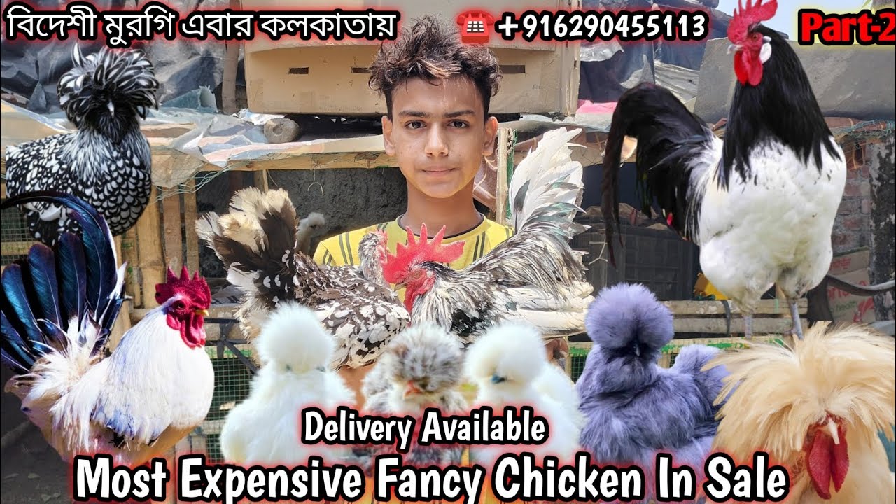 Most Expensive Fancy Chicken In Sale ll Delivery Available !! at very low prices