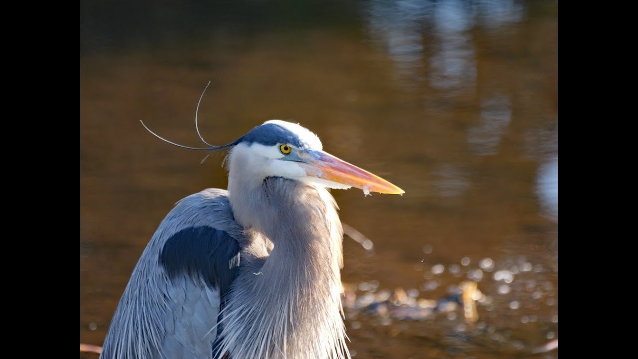 Wakodahatchee Wetlands • 12/27/25