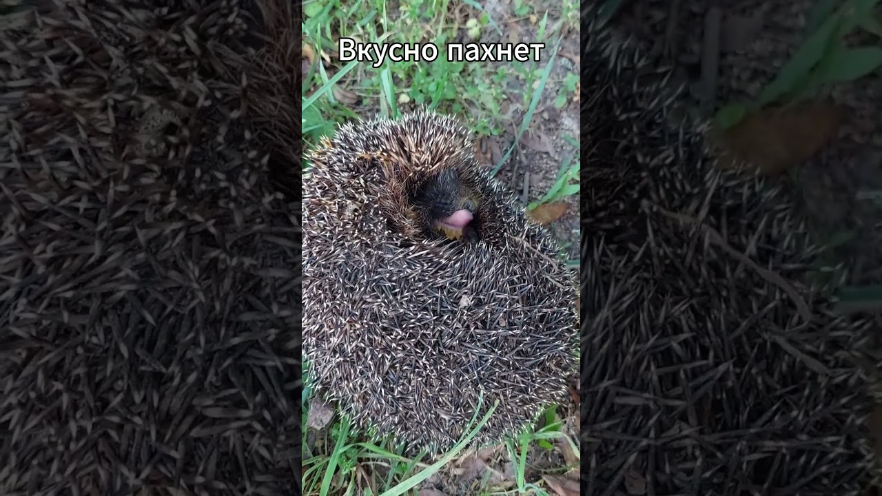 Милота 99 уровня🦔#ёжик #милота#naturelover #животные #милыезверята#naturereels#petsreels#viralanimal