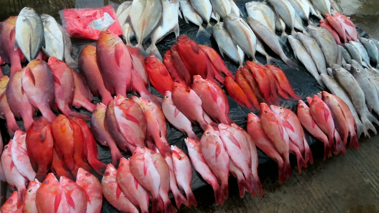 Banjir Ikan Merah di Pasar Ikan jembatan puri Kota Sorong Papua Barat