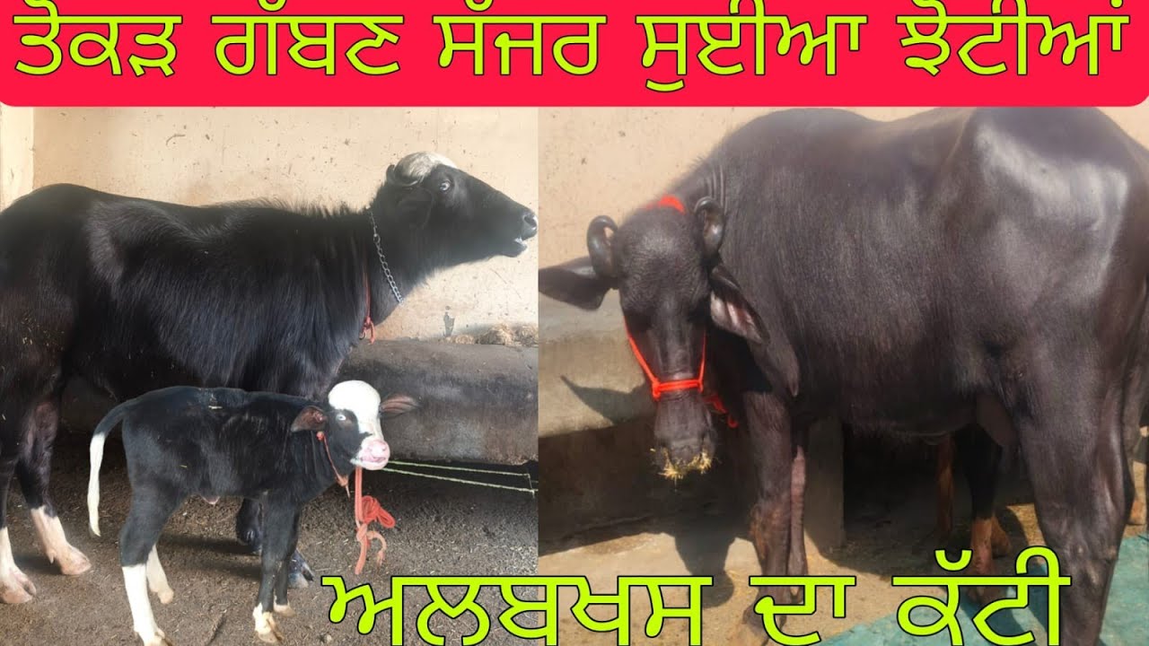 ਫ਼ੋਨ 95926-6 0561ਹਰਿਆਣੇ ਦੀਆਂ ਝੋਟੀਆਂ ਤੇ ਇੱਕ ਨੀਲੀ ਰਾਵੀ ਝੋਟੀ ਚੰਗੇ ਰਿਕਾਰਡ ਵਾਲੀ ਜਾਇਜ਼ ਰੇਟ  ਲੁੱਟ ਲਓ ਮੇਲਾ