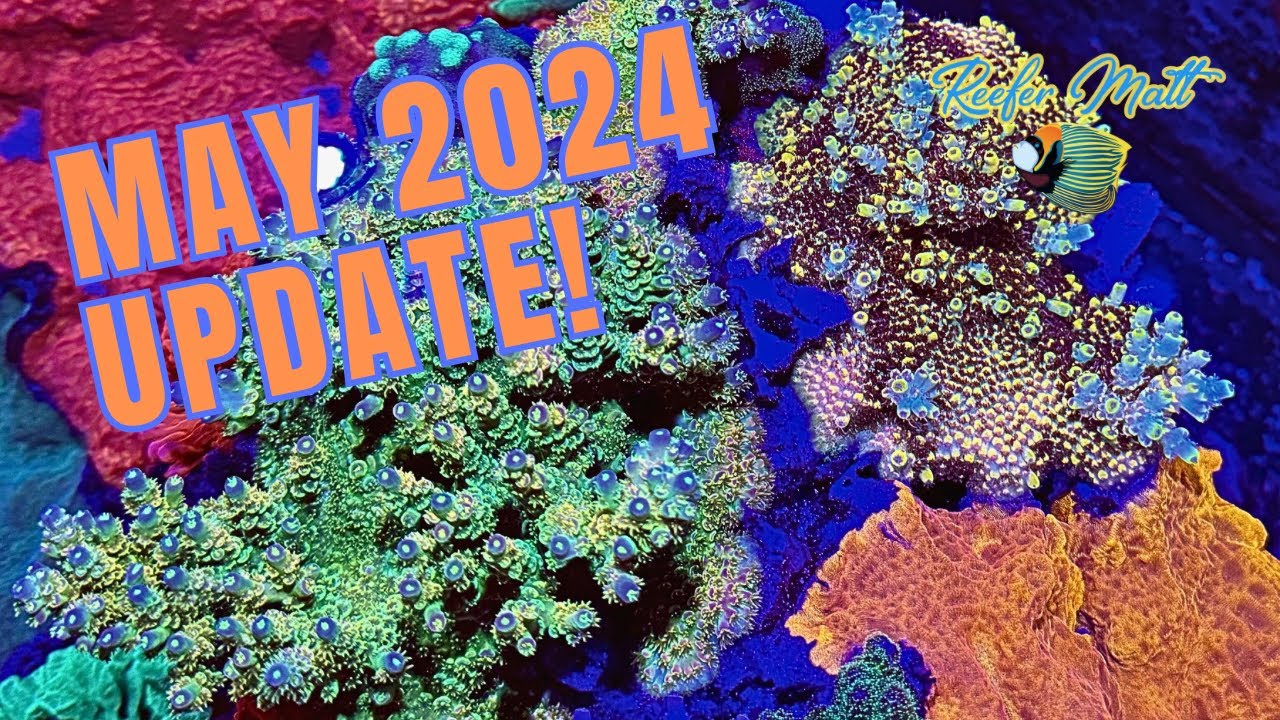 May 2024 Reef Tank Updates