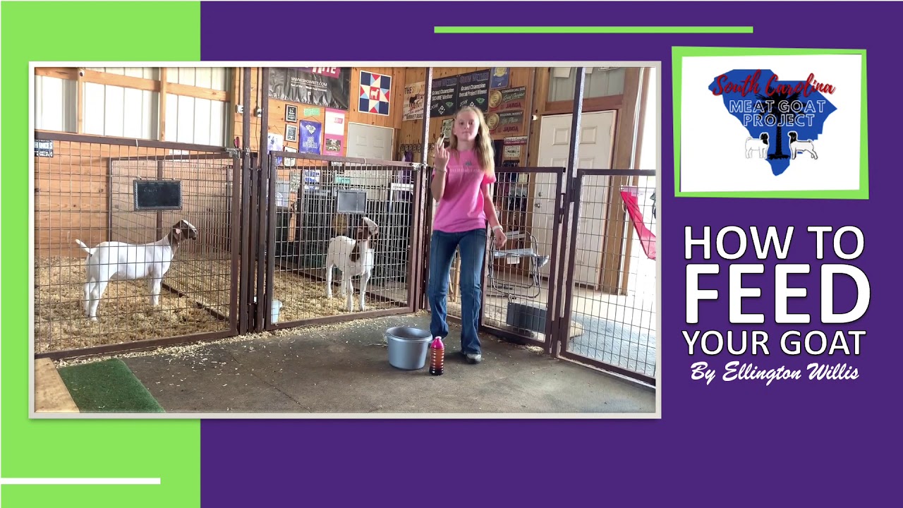 How to Feed Your Goat-SC Meat Goat Project