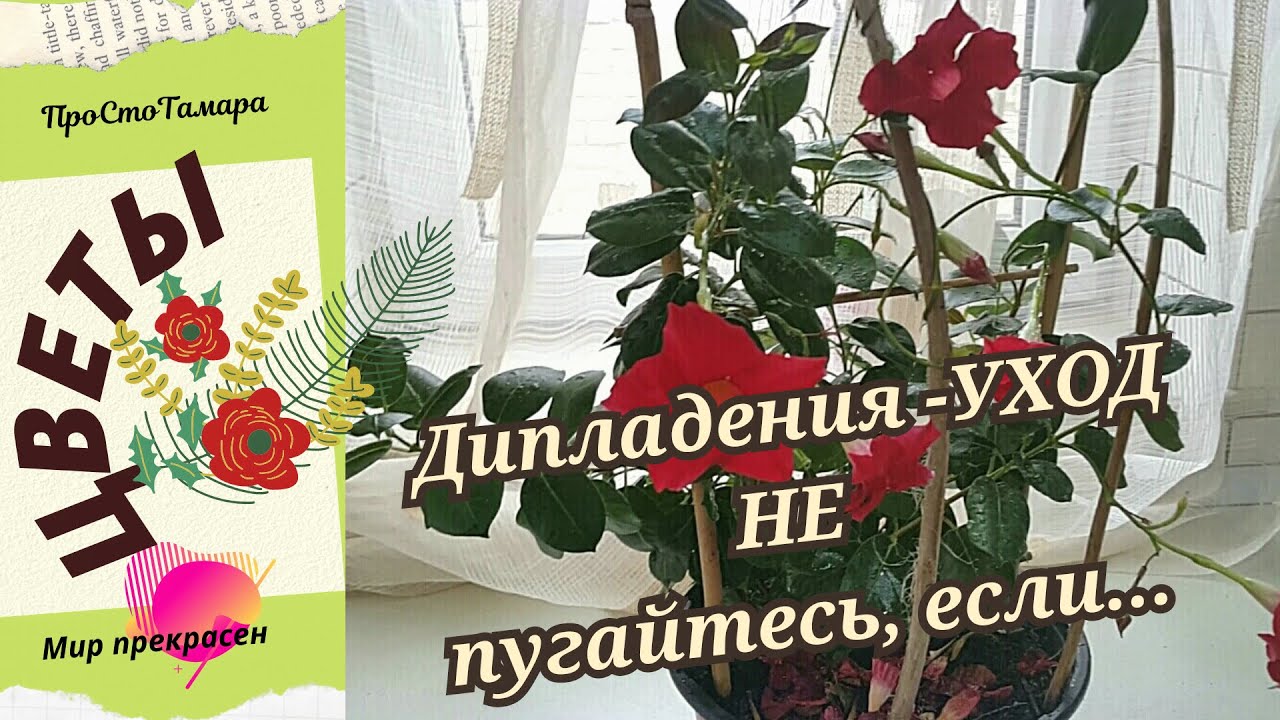 Дипладения  - уход,  Не пугайтесь, если ... у вашей дипладении  начался листопад.