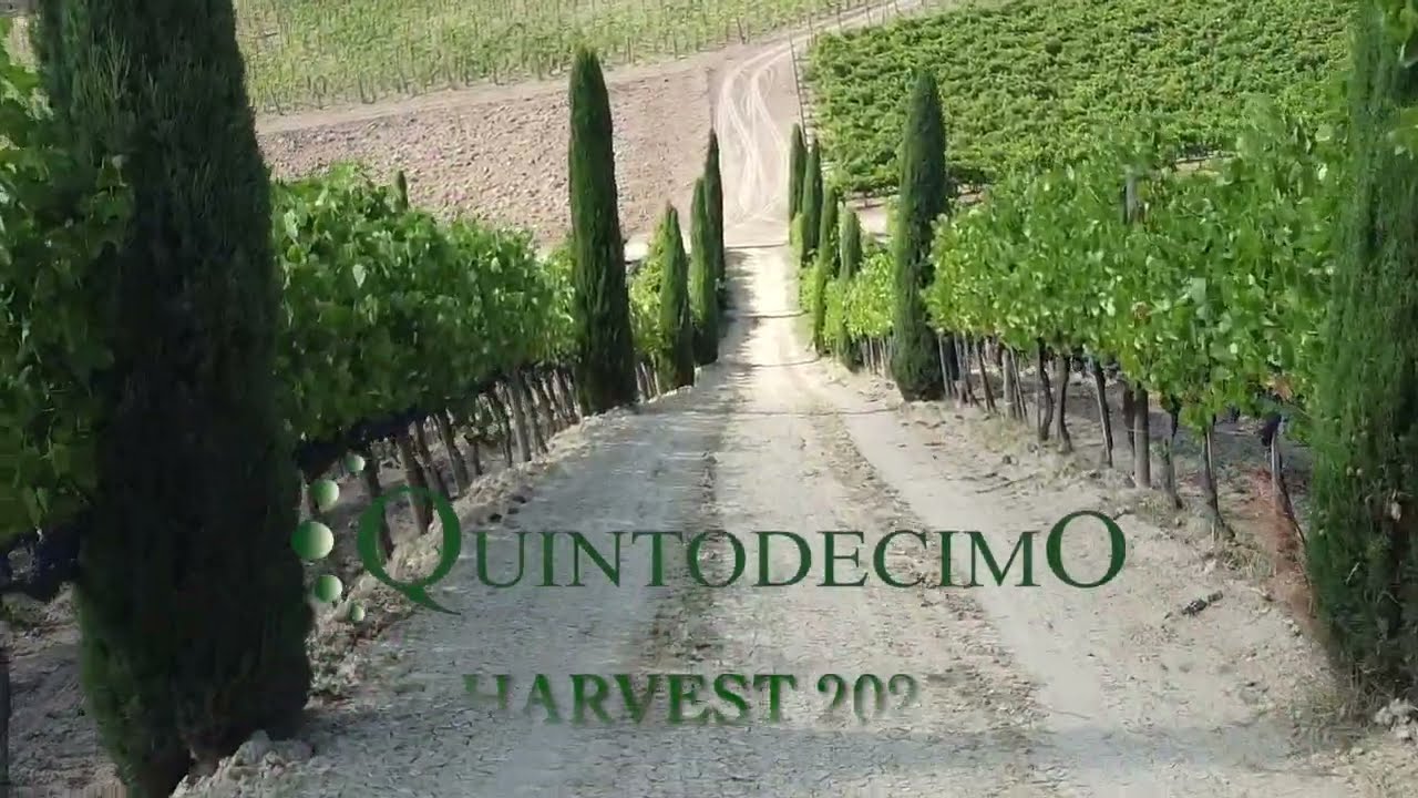 Quintodecimo Weinernte 2023