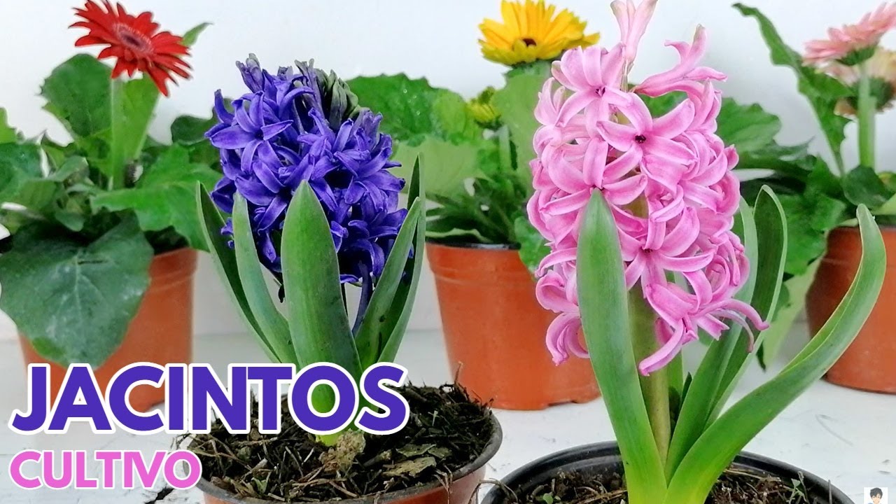 jacintos cuidados y cultivo  Hyacinthus CHUYITO JARDINERO