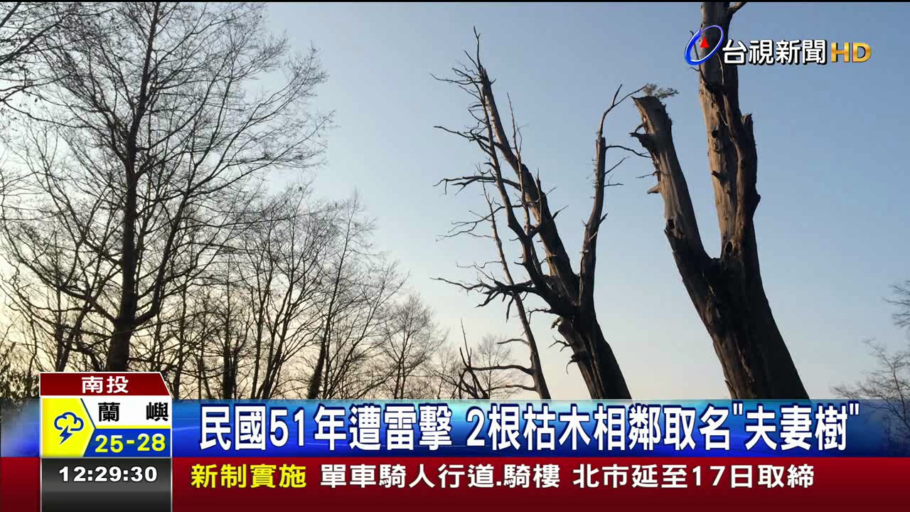 根部腐朽不堪負荷南投知名夫妻樹倒塌