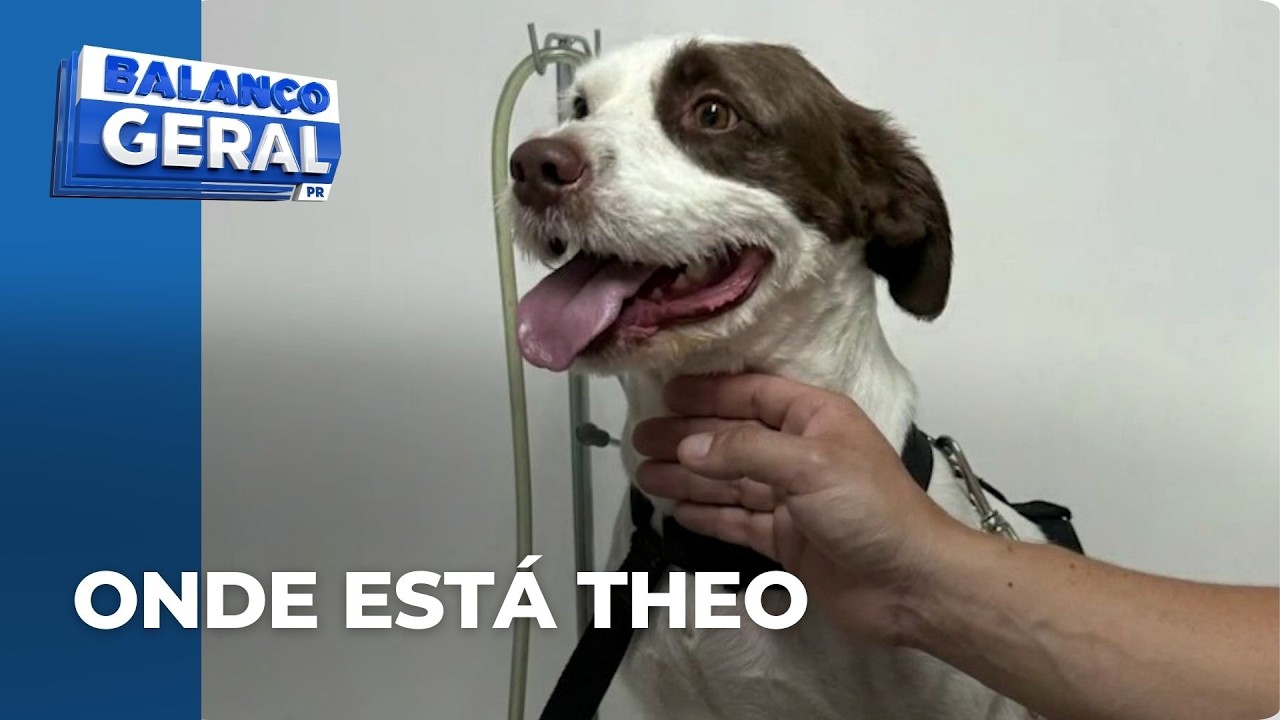 Desaparecimento de cachorro em hotel para pets vira caso de polícia na Grande Curitiba