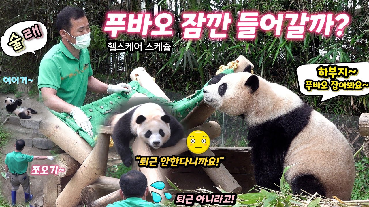 [푸덕이Cam] 푸바오 술래잡기 아니야! 베테랑 강바오님도 장꾸력 발동한 푸바오는 못말려요! 푸바오 회장님 헬스케어 받을 시간 22.6.16. Panda Fubao