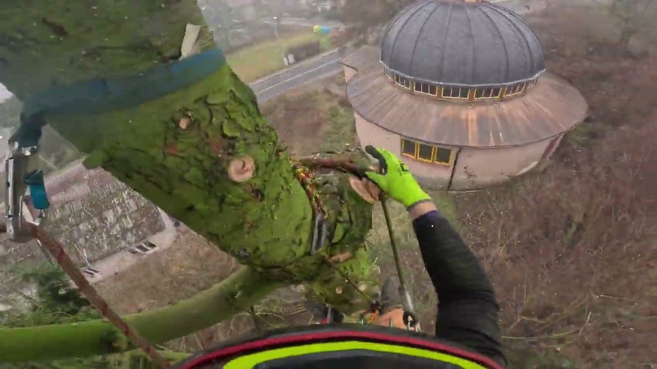 kácení 2 ks stromů v obci Dolní Bělá