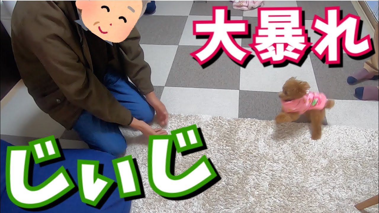 6ヶ月ぶりに方言バリバリじぃじに会って大興奮する犬がかわいいw【トイプードルのコロン】